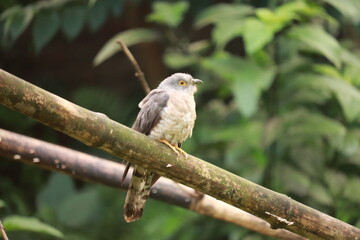 A red-winged blackbird and a red-backed shrike with detailed feathers and sharp beaks are perched on a wild tree branch, showcasing avian wildlife in their natural nature habitat