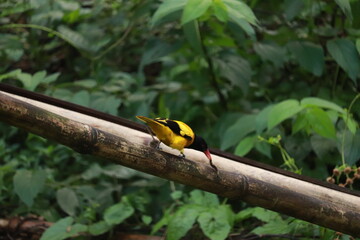 Small yellow and black bird perched on a branch in a lush green forest