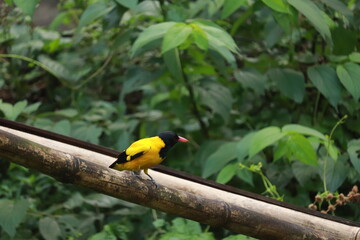 Yellow bird perched on a branch in a lush green forest