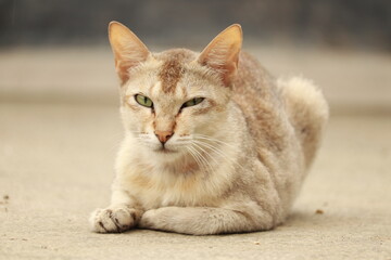 A serene white cat with orange markings lying on a sandy surface
