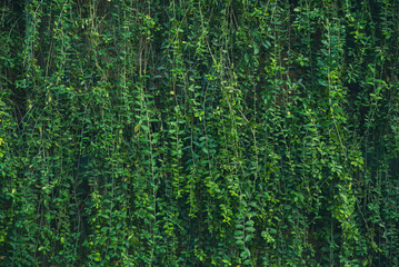 Obraz premium Lush green vine wall with green leaves. The vines are growing on a wall