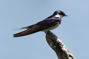 Hirondelle à gorge blanche, Hirundo albigularis, White throated Swallow © JAG IMAGES