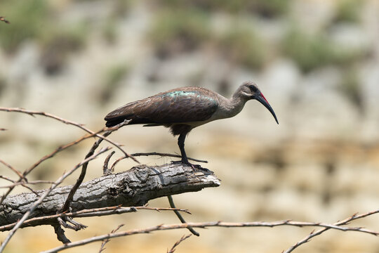 Ibis hagedash
