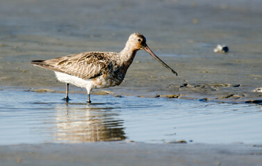 Barge &agrave; queue noire