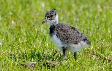 Vanneau huppé © JAG IMAGES