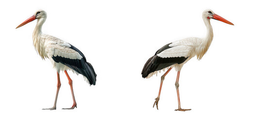 Two white storks in profile showcasing black and white plumage detail on transparent background high quality