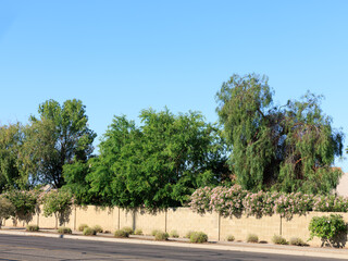 Desert adapted shrubs and trees such as sage, oleander, mesquite, acacia and other drought-tolerant plants used as green sound proofing barriers in addition to solid block fence in Phoenix, Arizona