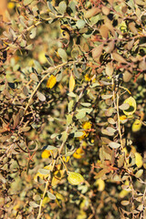 Close-up of Leatherleaf Acacia (Acacia craspedocarpa) or Mulga Acacia (Acacia aneura) with fluffy bright yellow flowers in spring, a common drought-tolerant tree in Phoenix, Arizona; nature background