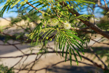 Close-up of white fluffy ball shaped pom-pom-like flowers and green buds of Fern-like with Guajillo (Senegalia berlandieri), natural background, Phoenix, Arizona 
fern-like, flowers, spherical, ball-l