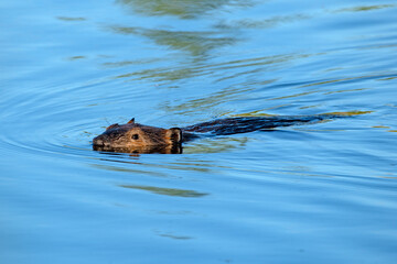 Beaver swimming