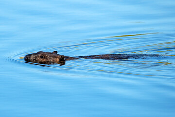 Beaver swimming in Idaho © Nature Photo