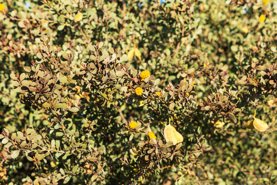 Close-up of Leatherleaf Acacia or Acacia Craspedocarpa Canopy,  Phoenix, AZ