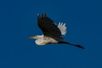 Obraz premium Great Egret in flight at Eagle Island State Park