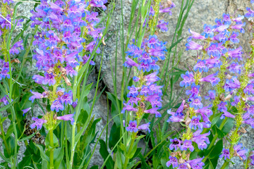 Obraz premium Penstemon in Boise National Forest