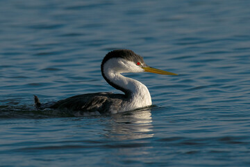 Fototapeta premium Western Grebe closeup in Idaho
