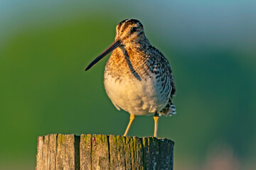 Wilson's Snipe in Eagle Island State Park Idaho