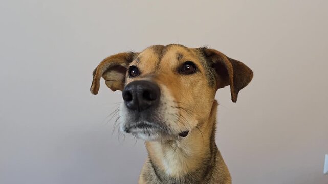 Slow motion close-up portrait of a cute mixed-breed mongrel dog looking attentively. Pet focusing with intelligent expression. domestic dog gazes intently creating illusion of reading or studying