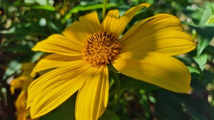 yellow flower in the garden © Dionicio