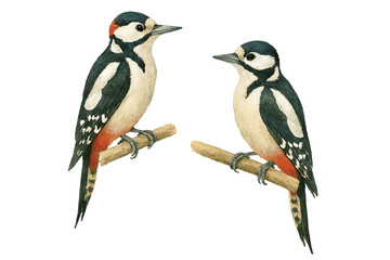 Fototapeta premium Adobe Illustrator Artwork