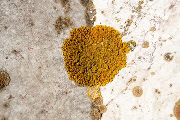 Close-up macro shot of bright yellow lichen growing on the surface of a light-colored weathered rock.