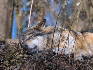 Sleeping gray wolf resting peacefully on the forest floor in natural woodland habitat