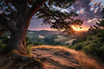Dramatic sunset over a majestic tree in a natural landscape scenery