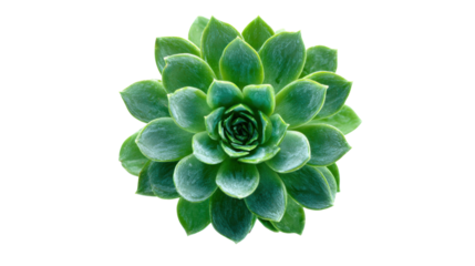 Green succulent plant forming a perfect rosette, top view, displaying symmetrical natural pattern with transparent background