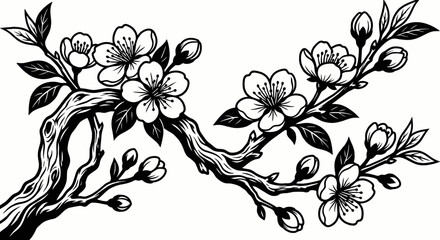 Plum Blossom Flowers Black White Vector