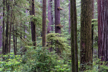 Redwood forest in northern California
