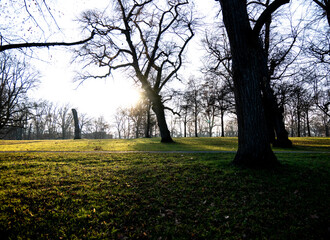 Die tief stehende Sonne scheint durch die kahlen B&auml;ume im Park