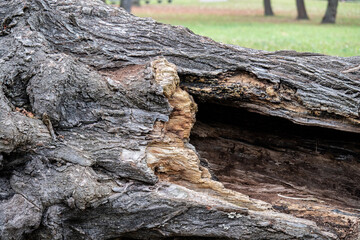 Aufgebrochener und ausgeh&ouml;hlter Baumstumpf