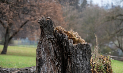 Aufgebrochener und ausgeh&ouml;hlter Baumstumpf