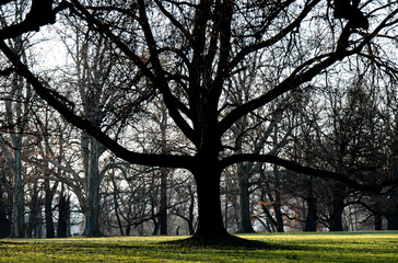 Kahle Baumkronen im winterlichen Park