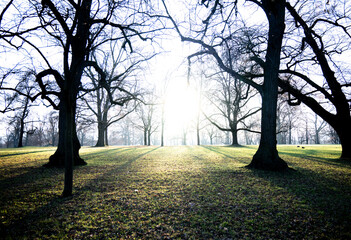 Die tief stehende Sonne scheint durch die kahlen B&auml;ume im Park