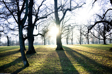 Die tief stehende Sonne scheint durch die kahlen B&auml;ume im Park