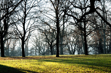 Kahle Baumkronen im winterlichen Park