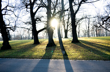 Die tief stehende Sonne scheint durch die kahlen B&auml;ume im Park