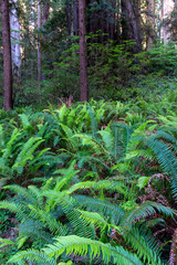 Ferns in a redwood forest in northern california
