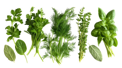 Assortment of fresh green culinary herbs including parsley dill thyme basil and sage isolated on transparent background for cooking concepts