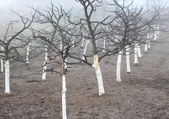 Autumn whitewash of fruit trees in the orchard