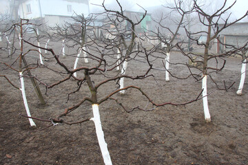 Autumn whitewash of fruit trees in the orchard