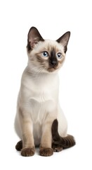 A young feline, a Seal Point breed, sits upright with a curious gaze. Its light-colored fur contrasts with dark points, showing distinctive facial and body markings