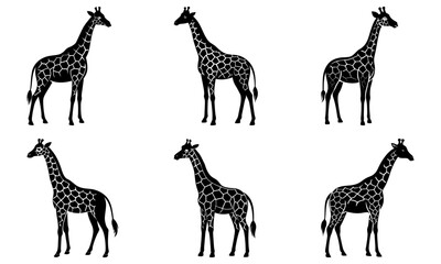 Naklejka premium Five black and white giraffe silhouettes on white background animal wildlife