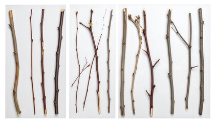 Collection of various tree branches with buds and different textures