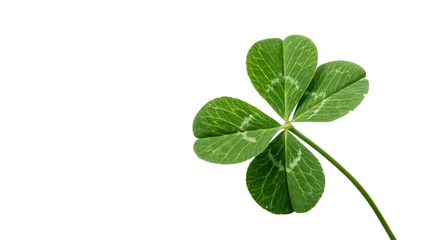 Clover isolated on white background St. Patrick's Day cut out on PNG. AI GENERATED.