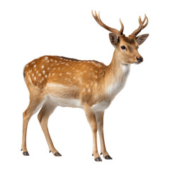 Fototapeta premium Deer with antlers in natural habitat with soft warm lighting on white background for wildlife conservation