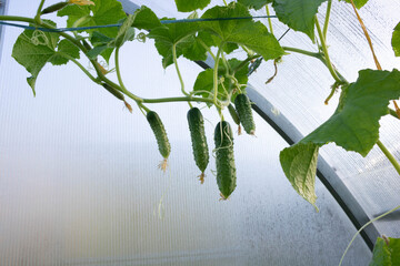Small green cucumbers grow on a branch in a greenhouse. Harvesting concept