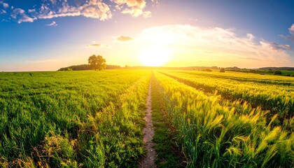 Golden Sunset Over Lush Green Fields and Wheat Stalks with a Lone Tree