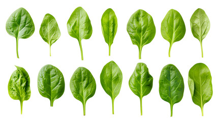 Collection of vibrant fresh spinach leaves isolated on a stark black background showcasing natural texture and varying shapes in a culinary ingredient display
