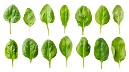 Collection of vibrant fresh spinach leaves isolated on a stark black background showcasing natural texture and varying shapes in a culinary ingredient display